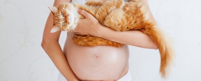 toxoplasmosi|