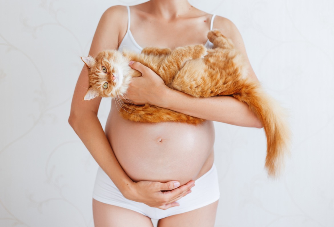 toxoplasmosi|